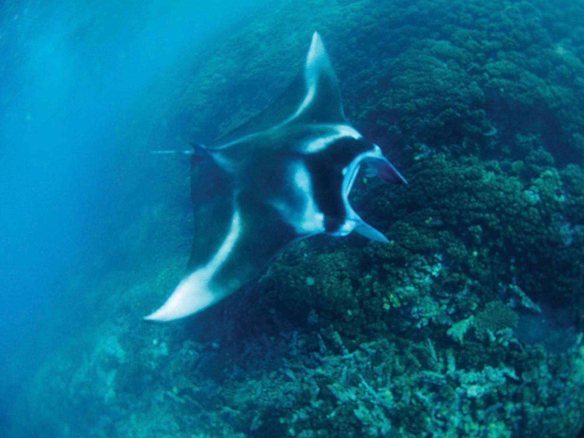 มานทาเรย์ไอซ์แลนด์รีสอร์ท Nanuya Balavu Island ภายนอก รูปภาพ